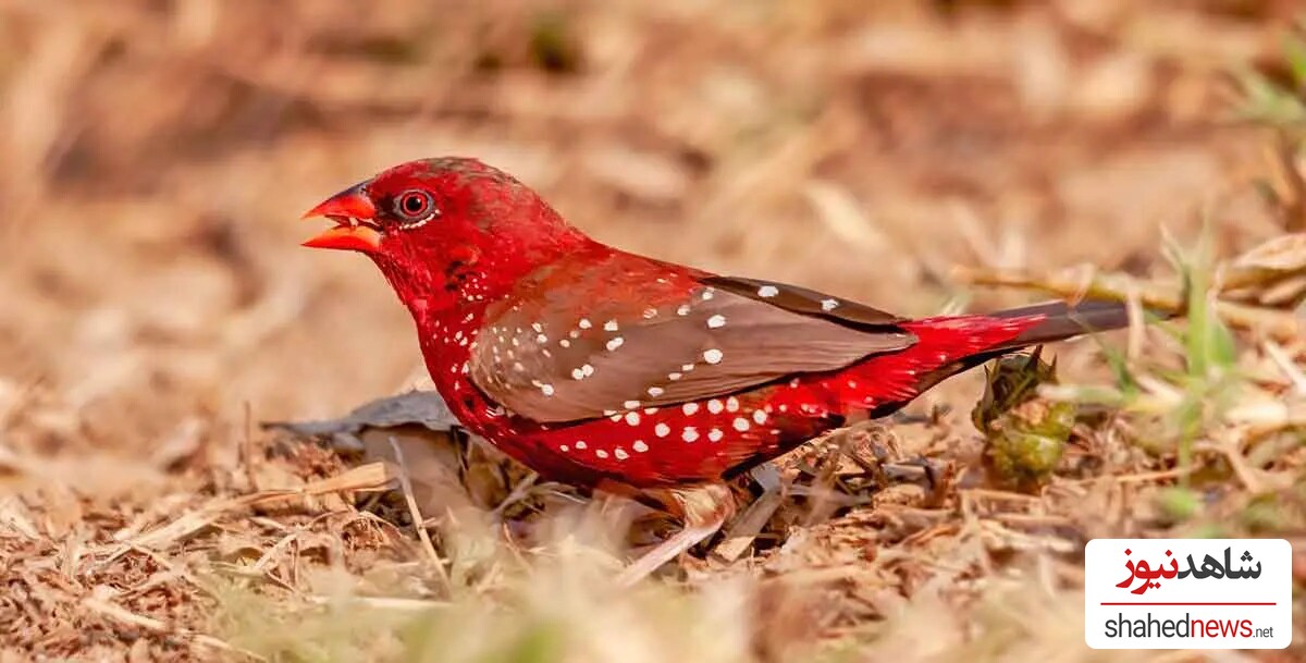  Strawberry Finch