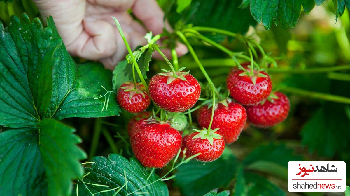 Strawberries 