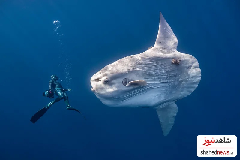 An unexpected meeting during Mexico's annual sardine run (Credit: Anita Verde/ Ocean Photographer of the Year)