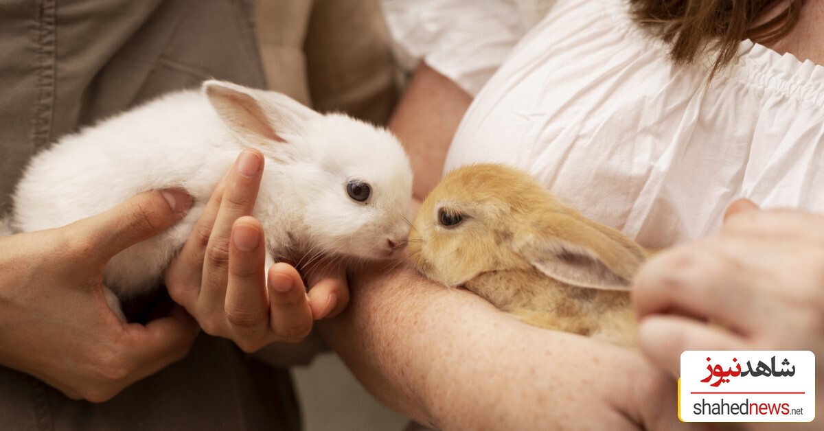  Choosing the Right Rabbit Breed