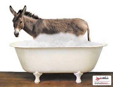  No Napping Donkeys in Bathtubs  