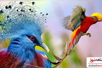 The World's 10 Most Extraordinary Birds From Strawberry Finch To Secretary Bird!