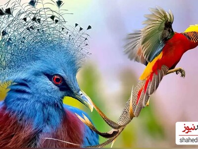 The World's 10 Most Extraordinary Birds From Strawberry Finch To Secretary Bird!