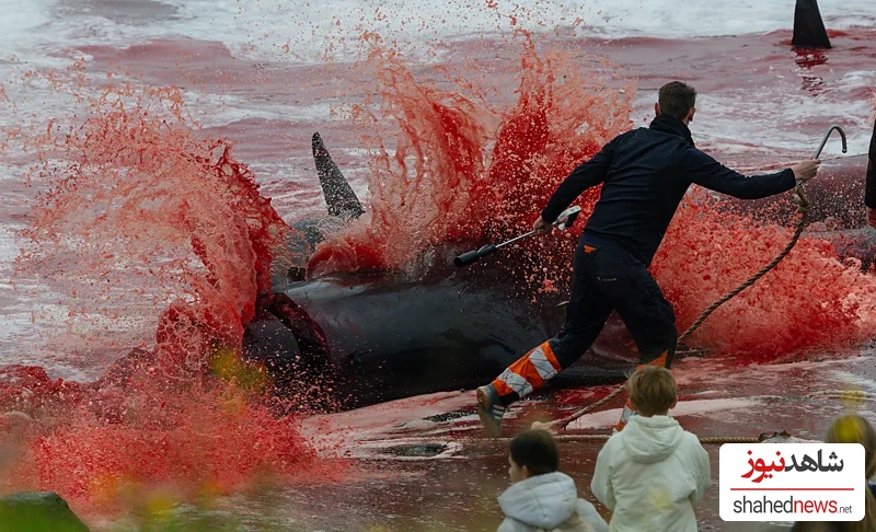 A pilot whale being killed on a Faroe Islands beach (Credit: Karsten Michels/ Ocean Photographer of the Year)