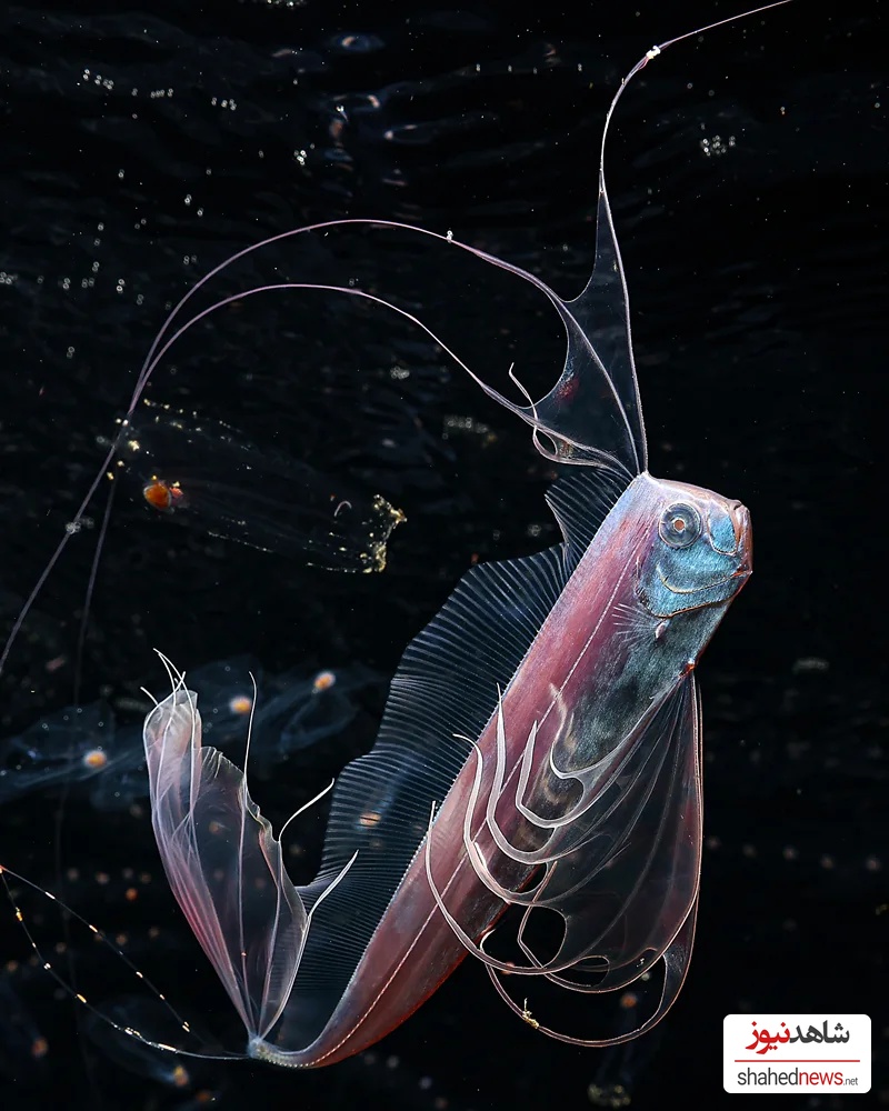 A deep-sea ribbonfish swims amongst a swarm of salps (Credit: Mitsuna Kawai/ Ocean Photographer of the Year)