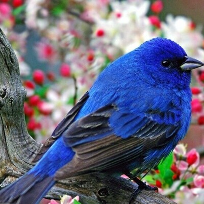 10 Beautiful Bird Wallpapers for Your Desktop