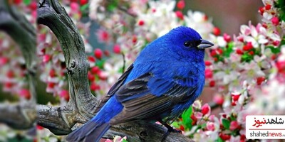 10 Beautiful Bird Wallpapers for Your Desktop