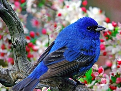 10 Beautiful Bird Wallpapers for Your Desktop