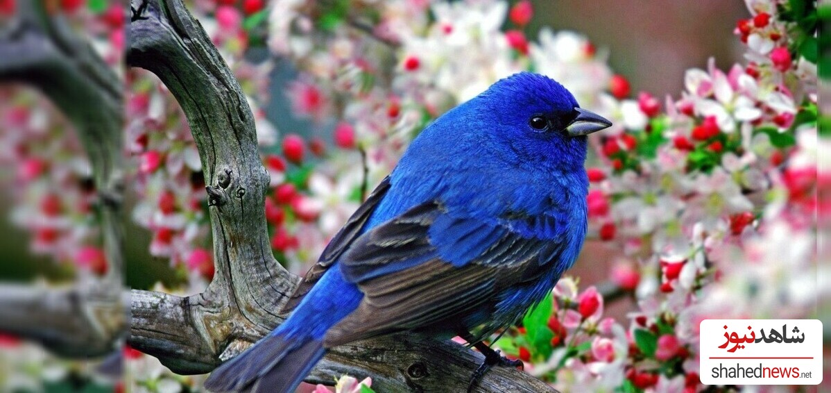 10 Beautiful Bird Wallpapers for Your Desktop