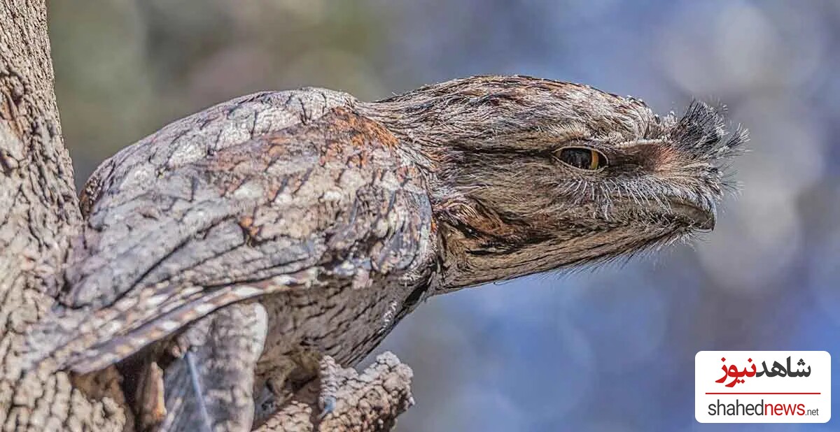 Tawny Frogmouth