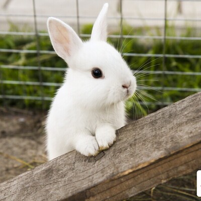 Adopting a Pet Rabbit? You Must Read These!