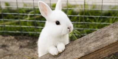 Adopting a Pet Rabbit? You Must Read These!