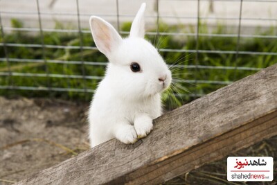 Adopting a Pet Rabbit? You Must Read These!