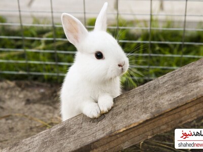 Adopting a Pet Rabbit? You Must Read These!