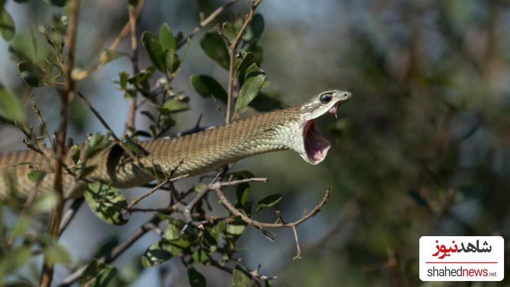 Boomslang Snake Bite