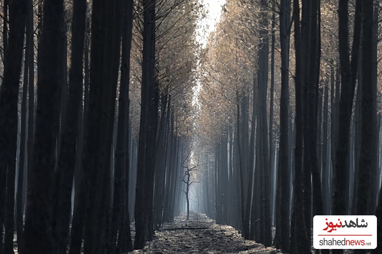 The light flows through a charred forest near Ares, during wildfires in southwestern France, Thursday, July 30, 2026.