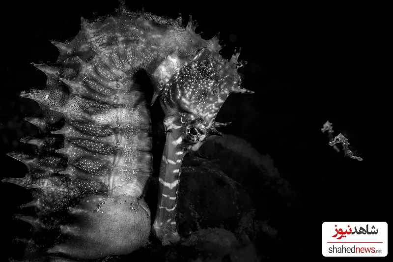 A male seahorse and a tiny juvenile (Credit: Julien Anton/ Ocean Photographer of the Year)