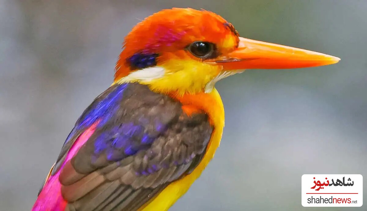 South Philippine Dwarf Kingfisher