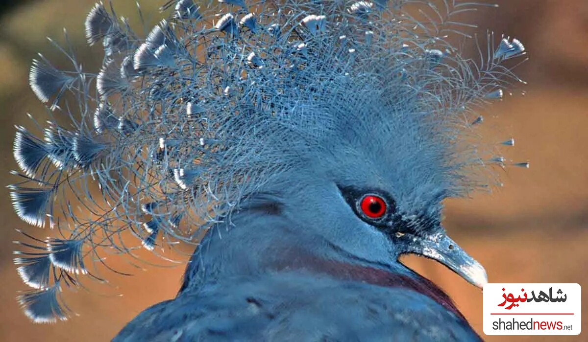 Victoria Crowned Pigeon