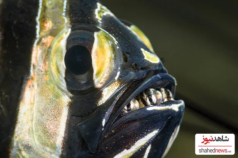 A male Banggai cardinalfish (Credit: Suliman Alatiqi/ Ocean Photographer of the Year)