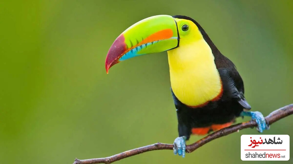 Keel-Billed Toucan