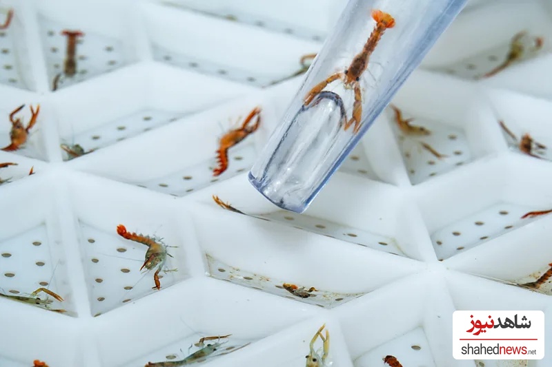 A baby lobster joins thousands of others in a hive-like hatchery (Credit: Francesca Page/ Ocean Photographer of the Year)