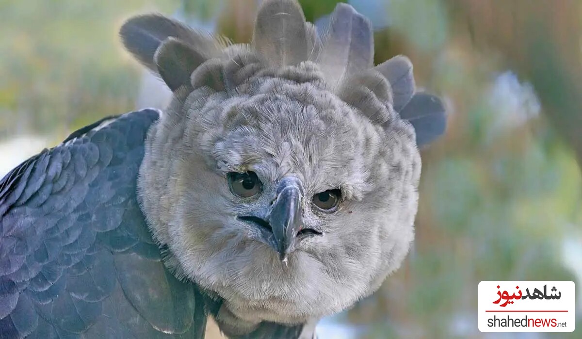 Harpy Eagle