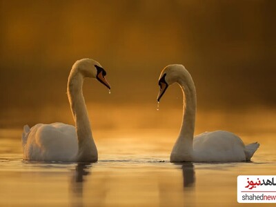 Breathtaking, Award-Winning Photos from the Bird Photography Contest