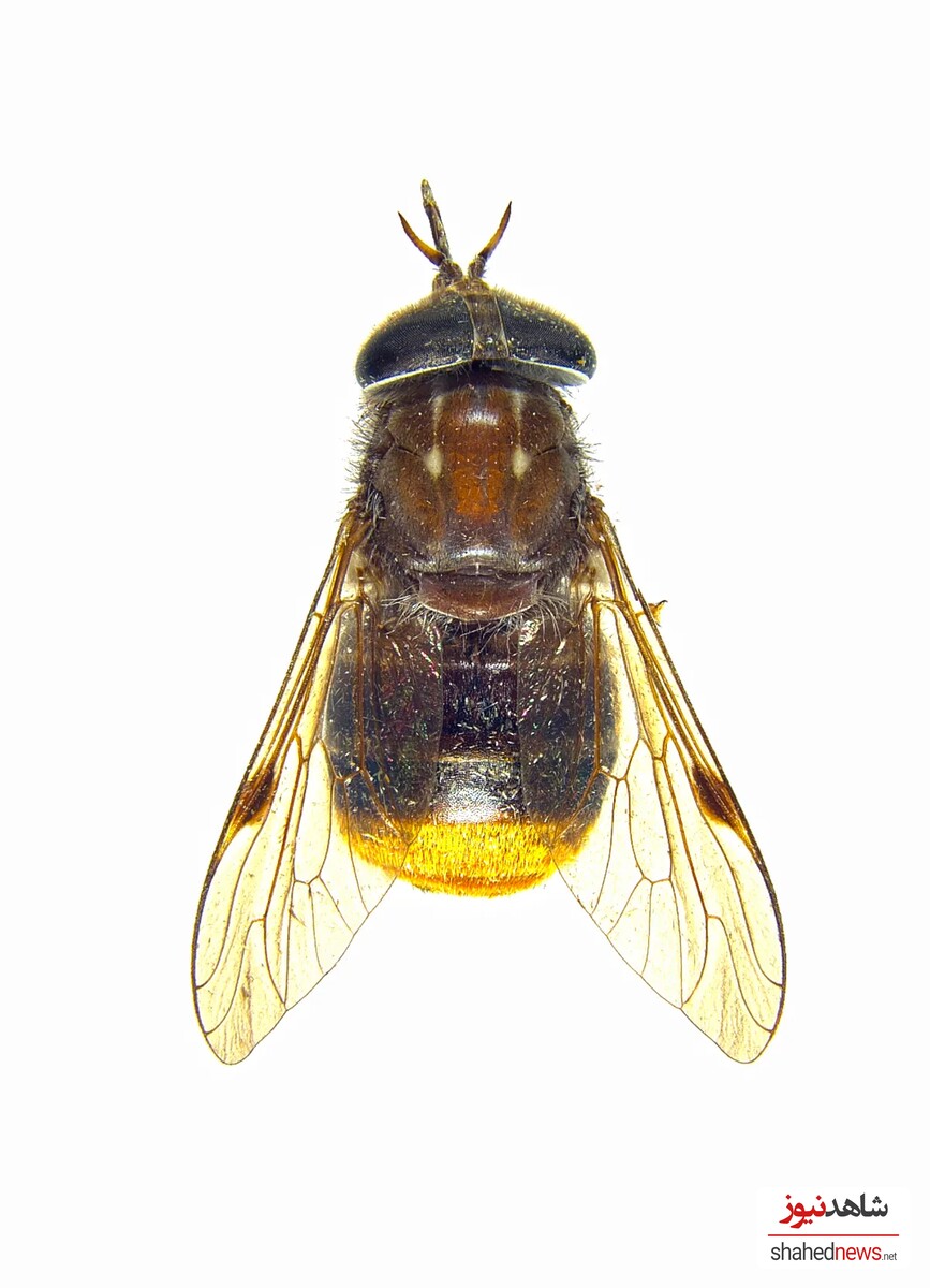 Plinthina beyonceae