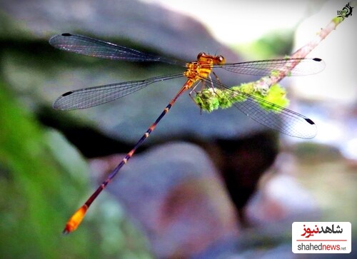 Heteragrion freddiemercuryi, H. brianmayi, H. rogertaylori and H. johndeaconi