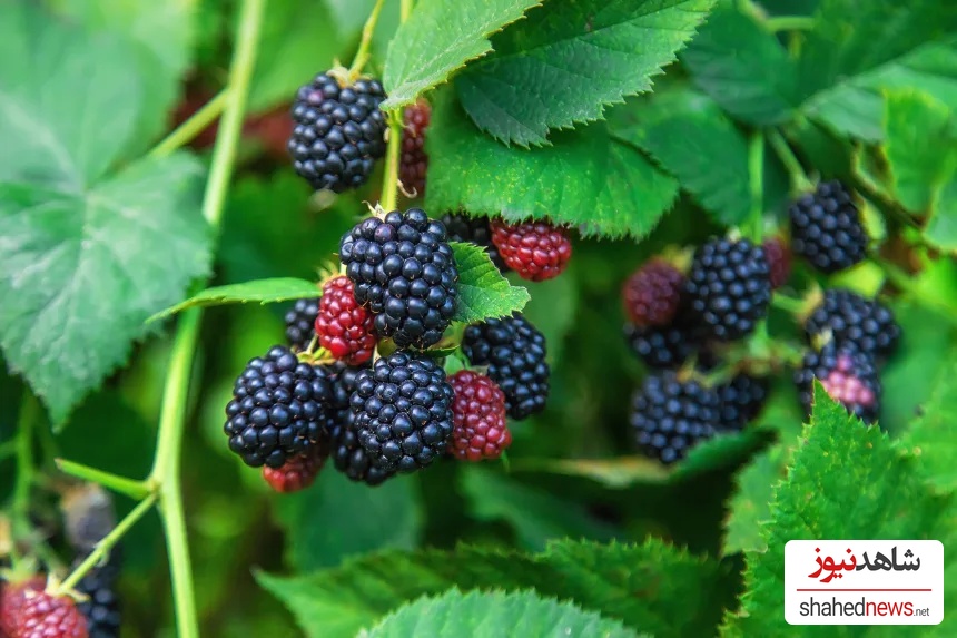 Blackberries hold up well after a soak and rinse to remove pesticides, but be sure to dry them thoroughly to prevent spoilage. 
