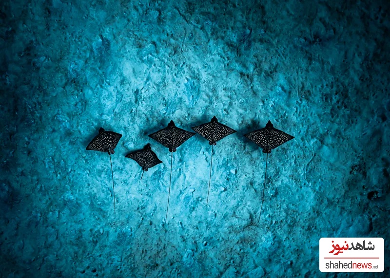 Five spotted eagle rays glide in formation above the seabed (Credit: John Kowitz/ Ocean Photographer of the Year)