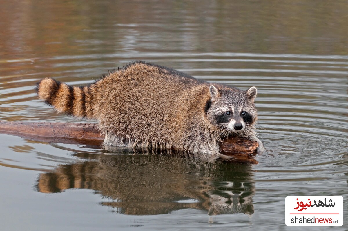  Raccoon Hunting on Sundays  