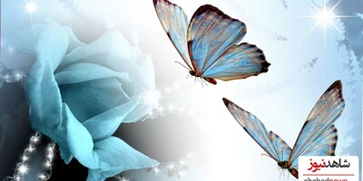 7 Vibrant Butterfly Wallpapers to Brighten Your Desktop