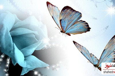 7 Vibrant Butterfly Wallpapers to Brighten Your Desktop