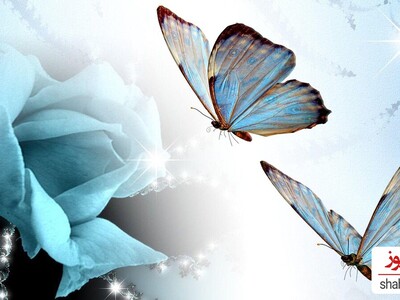 7 Vibrant Butterfly Wallpapers to Brighten Your Desktop