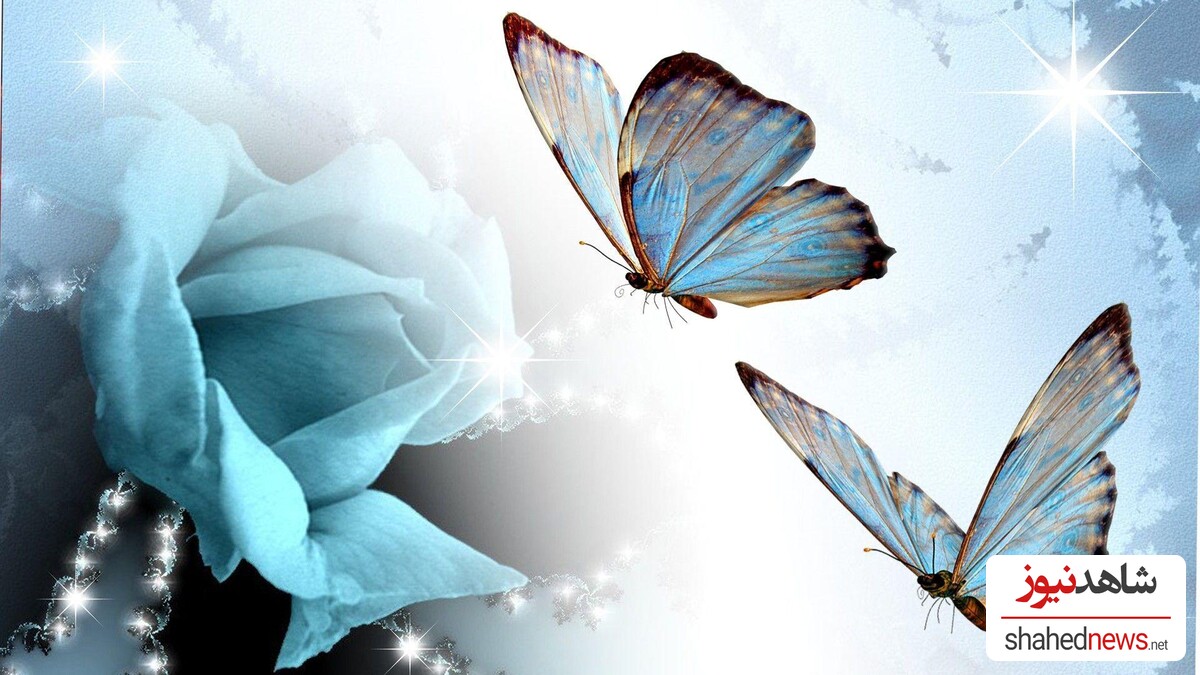 7 Vibrant Butterfly Wallpapers to Brighten Your Desktop