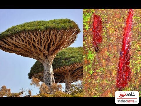 The Dragon's Blood Tree