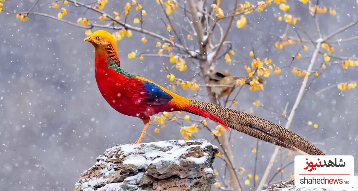 Golden Pheasant