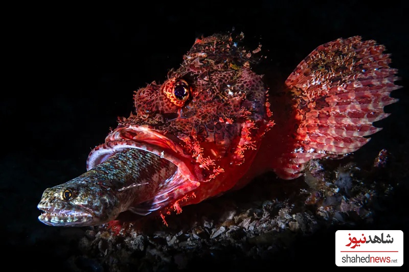A scorpionfish consumes a lizardfish (Credit: Andrea Michelutti/ Ocean Photographer of the Year)