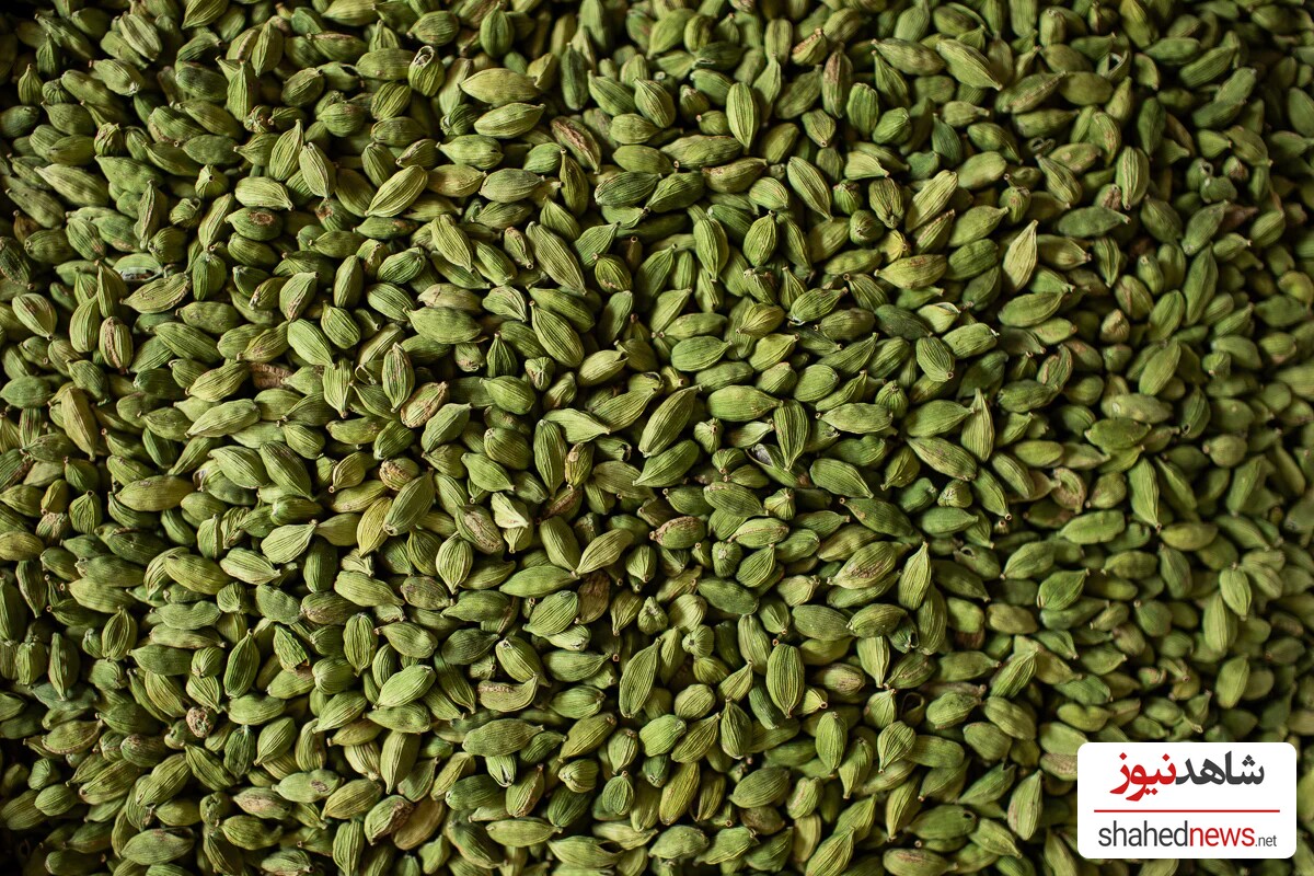 Cardamom