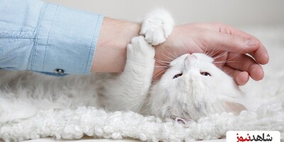 10 Reasons Why Your Cat Is Biting You!