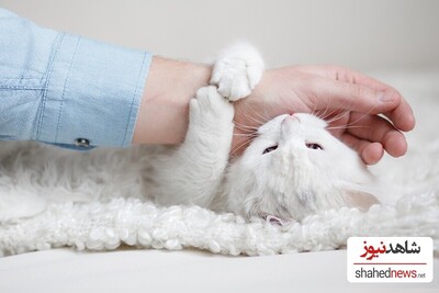 10 Reasons Why Your Cat Is Biting You!