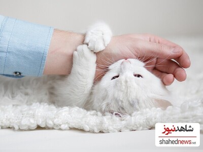 10 Reasons Why Your Cat Is Biting You!