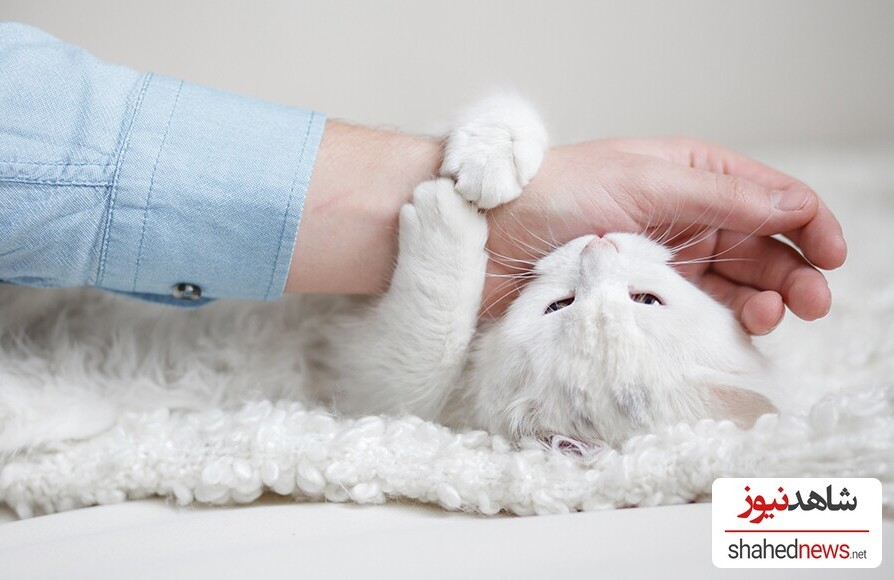 10 Reasons Why Your Cat Is Biting You!