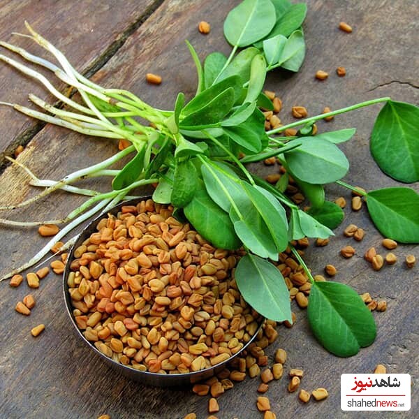 Fenugreek