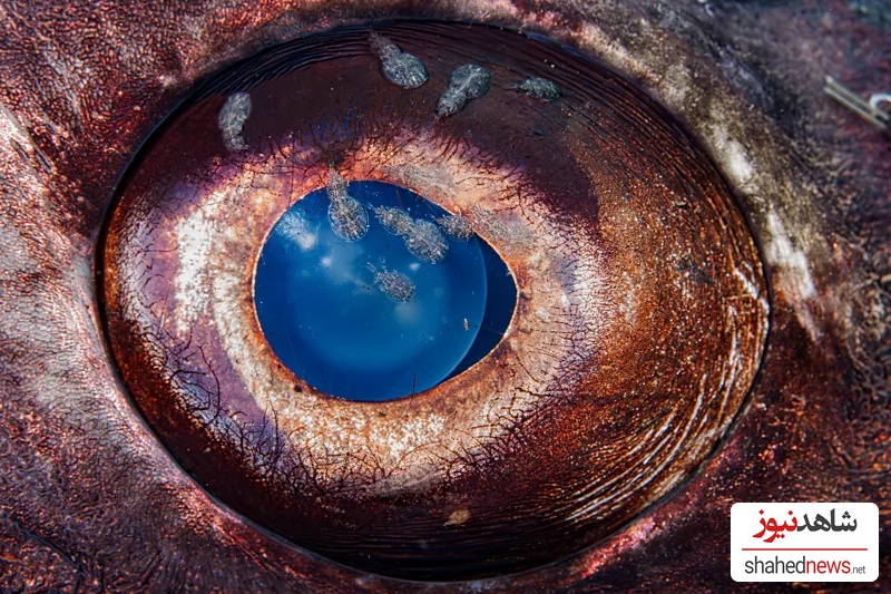 Minuscule crustaceans live in the eye of a giant sea bass (Credit: Stephen Lopez/ Ocean Photographer of the Year)