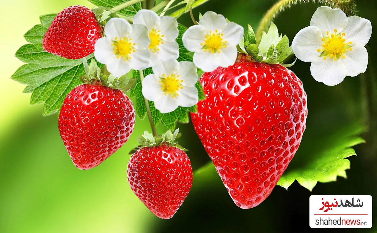 Strawberries