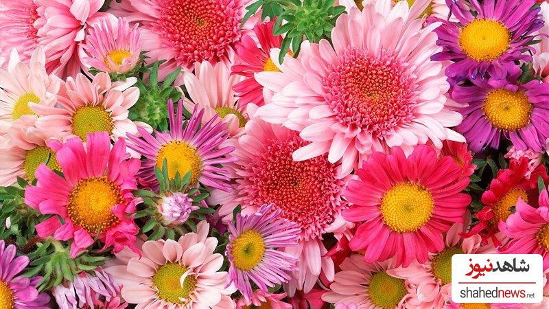 10 Beautiful Flower Wallpapers for Your Desktop