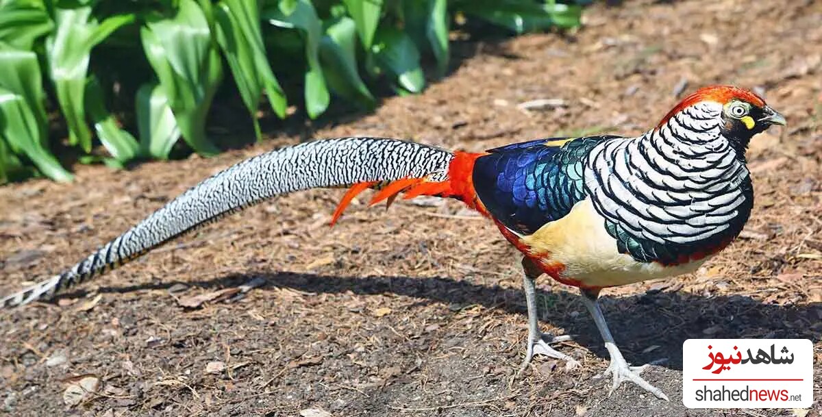 Lady Amherst’s Pheasant